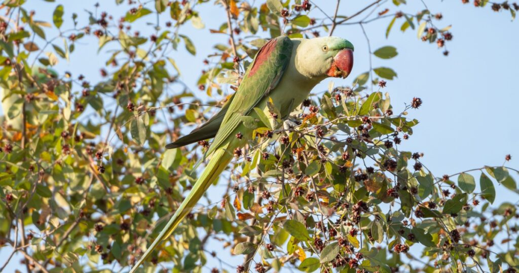 Alexandrine parakeet, Alexandrine parrot - Psittacula eupatria female perched while eating. Photo from Ranthambore National Park, Rajasthan, India.