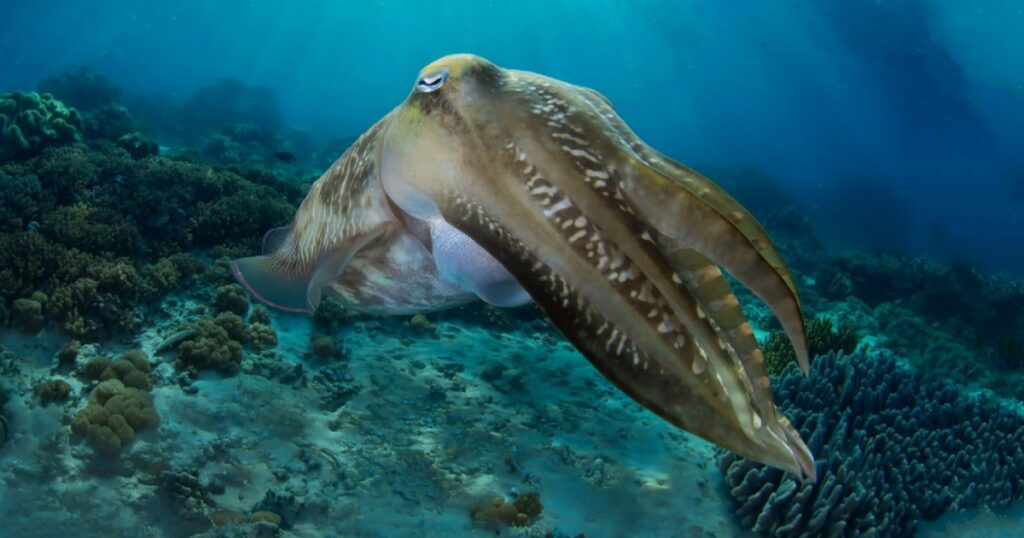 Magnificent cuttlefish Pharaoh on an underwater dark tropical coral reef close-up