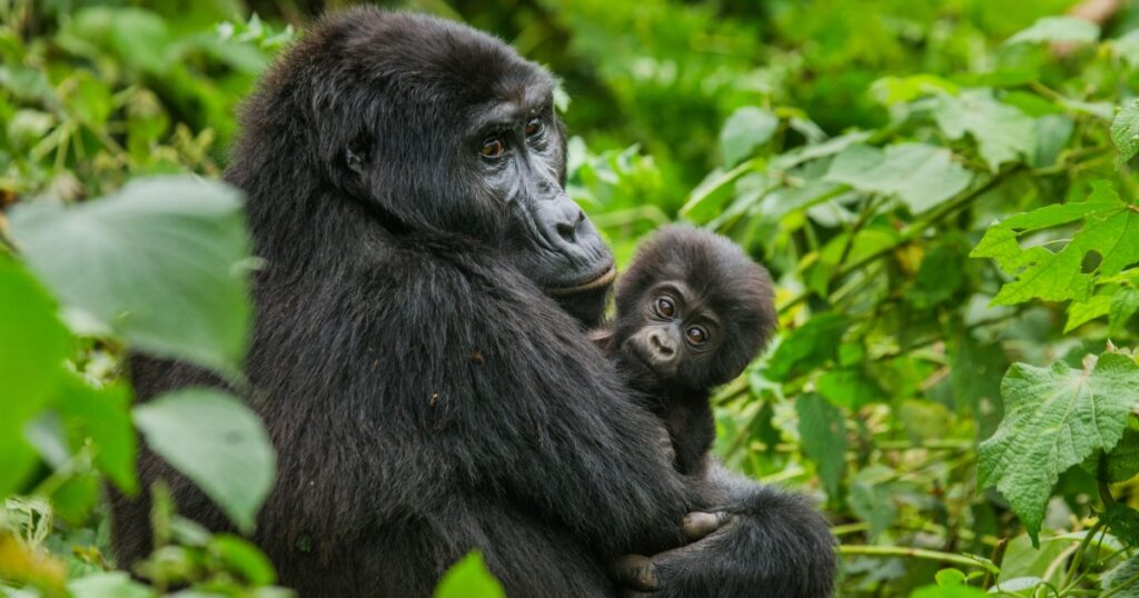 A female mountain gorilla with a baby. Uganda. Bwindi Impenetrable Forest National Park.