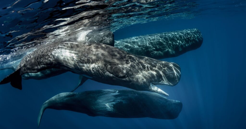 Biggest predators in the world in blue ocean. Pod of sperm whales swimming off the coast of Sao Miguel Azores