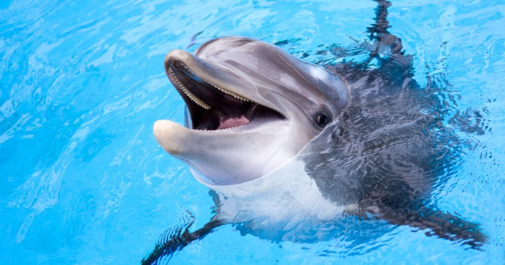 Dolphin