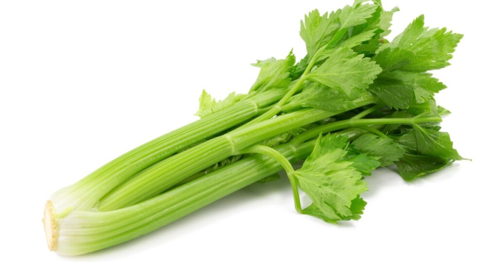 Fresh leaf celery isolated over a white background