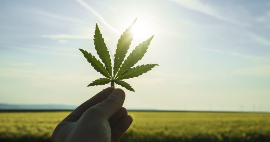 Cannabis leaf against the sky. Hand holding a marijuana leaf on a background of blue sky. Background of the theme of legalization and medical hemp in the world. Green cannabis on marijuana field farm