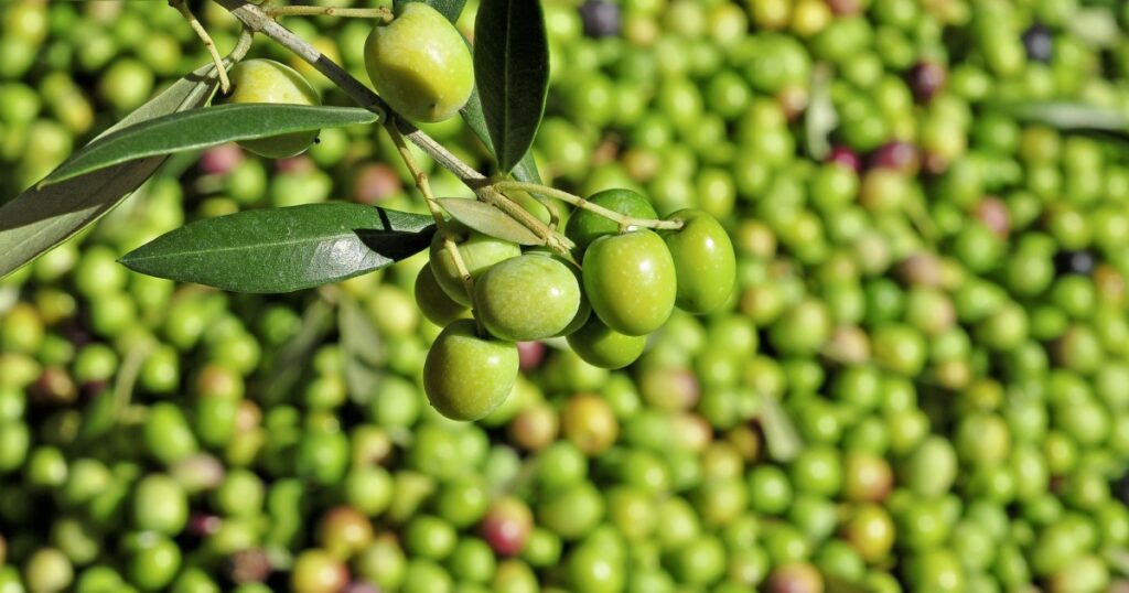harvesting olives in an olive grove in Catalonia, Spain