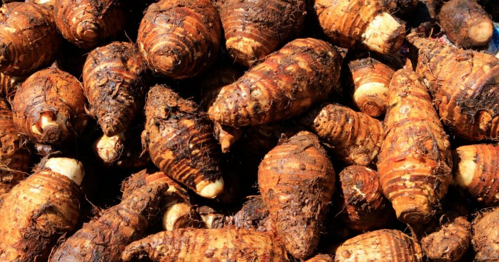 fresh taro