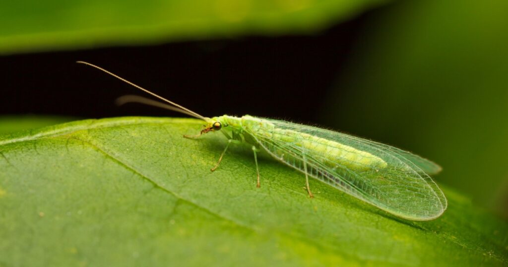 Low angle macro view of lacewing or golden-eyed fly(Chrysopidae, Chrysopa sp.) on green leaf