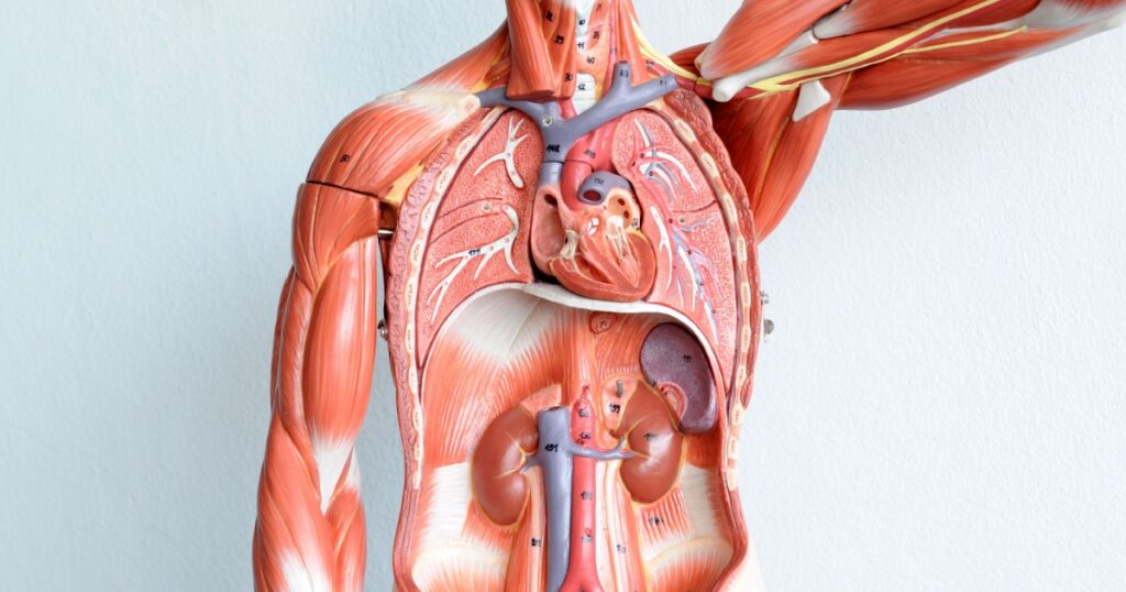 human anatomy