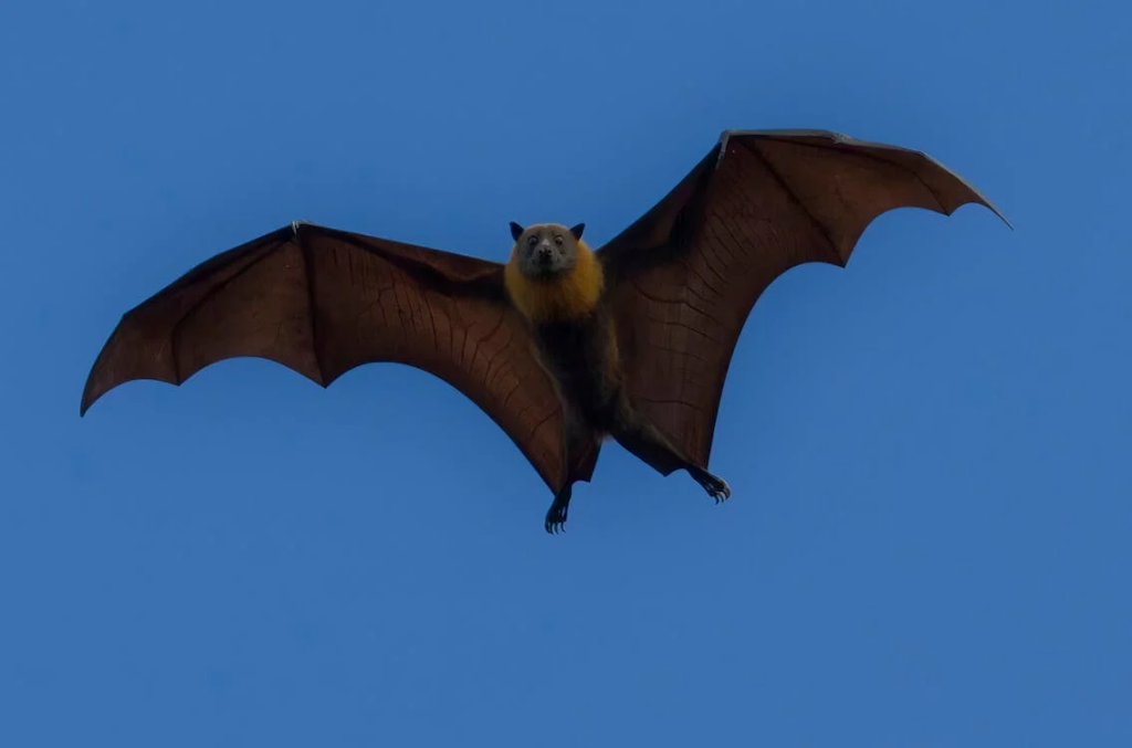Flying bat