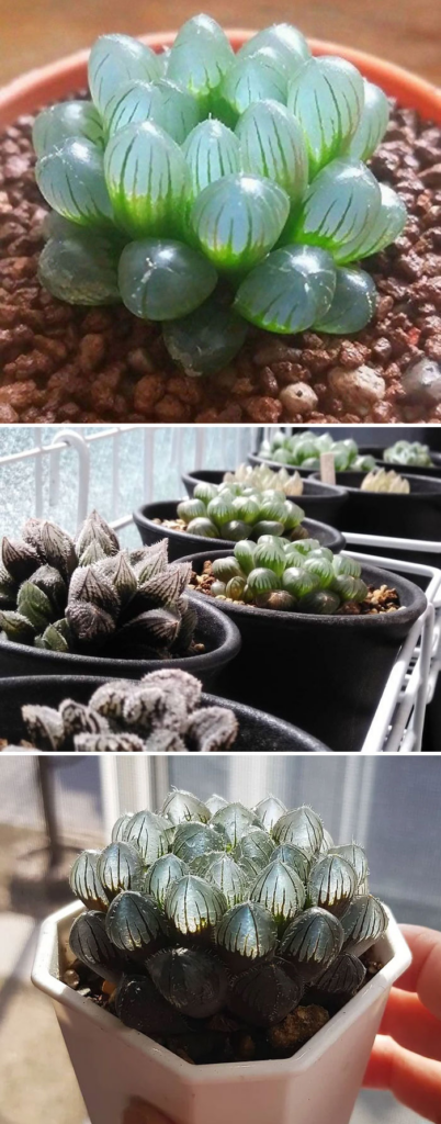 Clear succulent plants