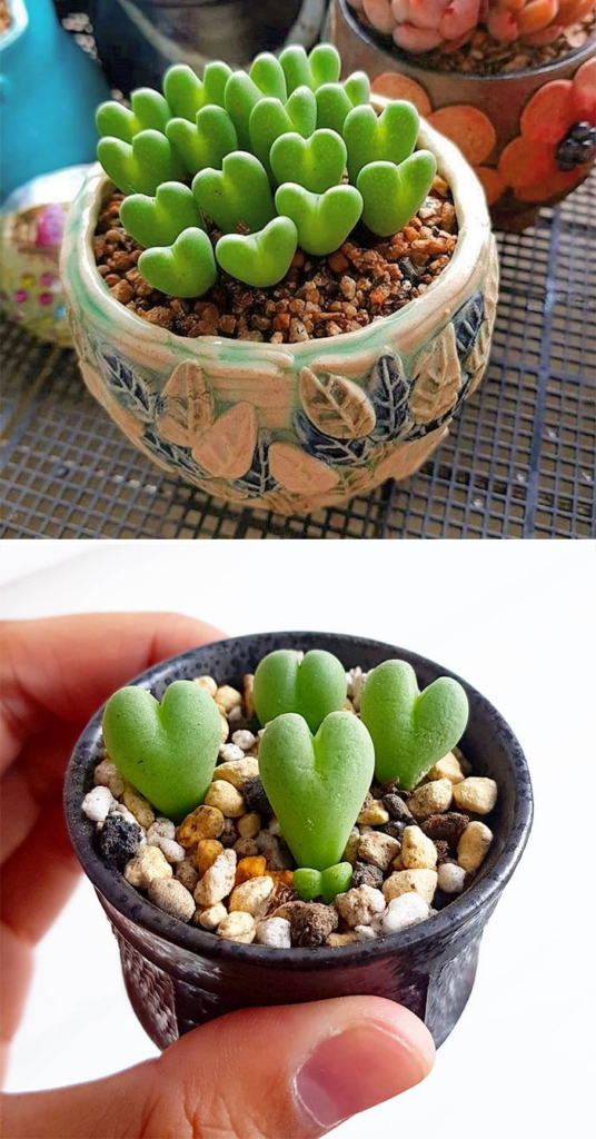 Conophytum Bilobum
