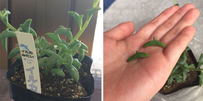 Dolphins Succulents