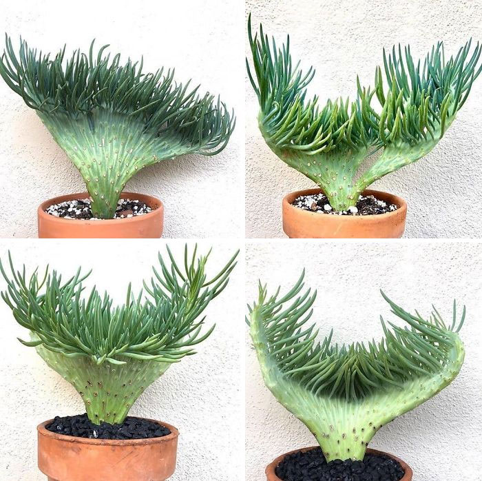 Mermaid Tail Succulent