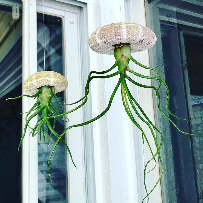 Jellyfish Succulent