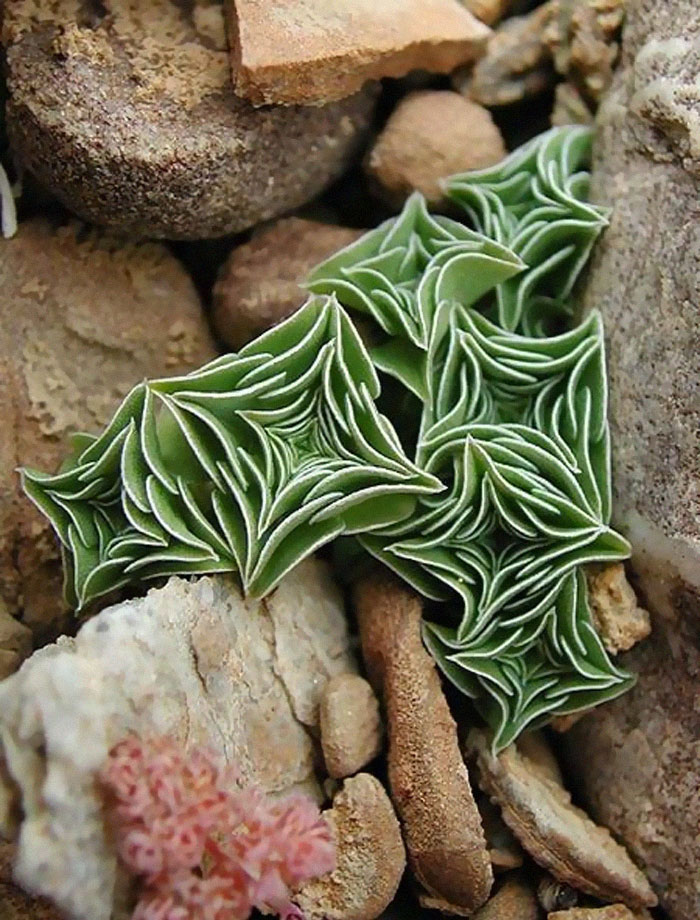 Gentiana Urnula