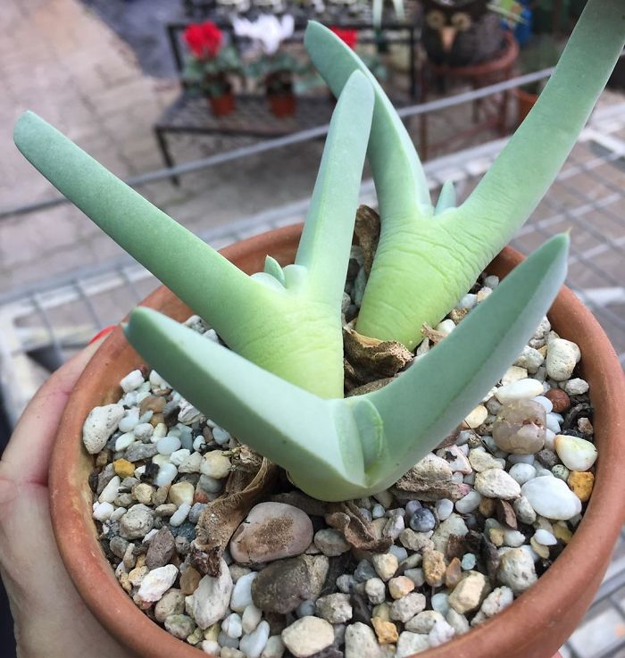 Weird Succulent