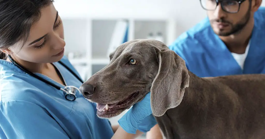 Dog owner facing astronomical vet bills says he will ‘sell his house’ in desperate bid to keep his beloved dog alive