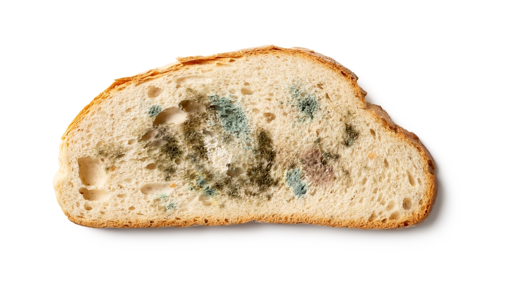 Slice of spoiled bread isolated on a white background. Wheat bread piece with various kinds of mold cutout. Moldy fungus on rotten bread close-up. Biodegradable food waste concept. Top view.