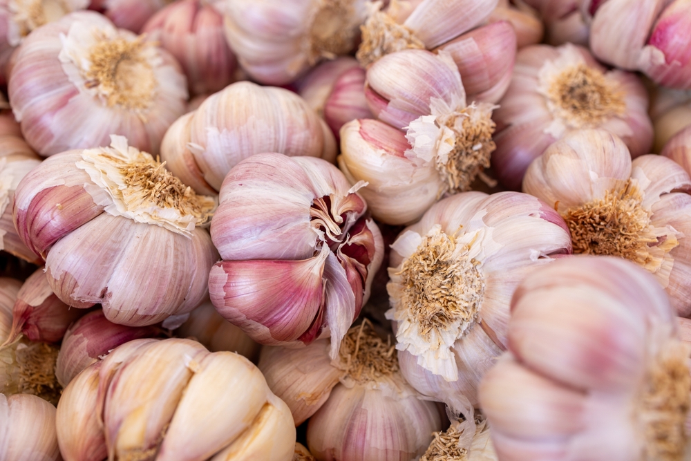 Vibrant garlic bulbs on display at a charming local market, showcasing the essence of traditional culinary delights
