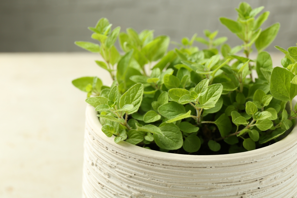 Aromatic potted oregano on light marble table, closeup
