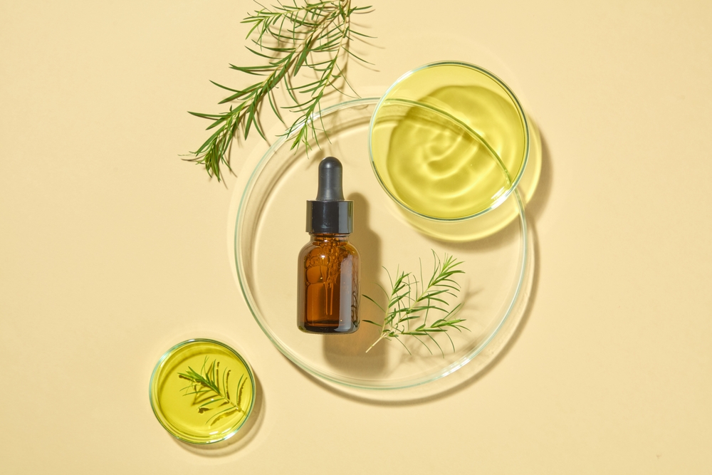 A branch of tea tree leaves and a glass serum bottle placed inside a large petri dish. Two small petri dish filled with yellow liquid. Research production of cosmetics

