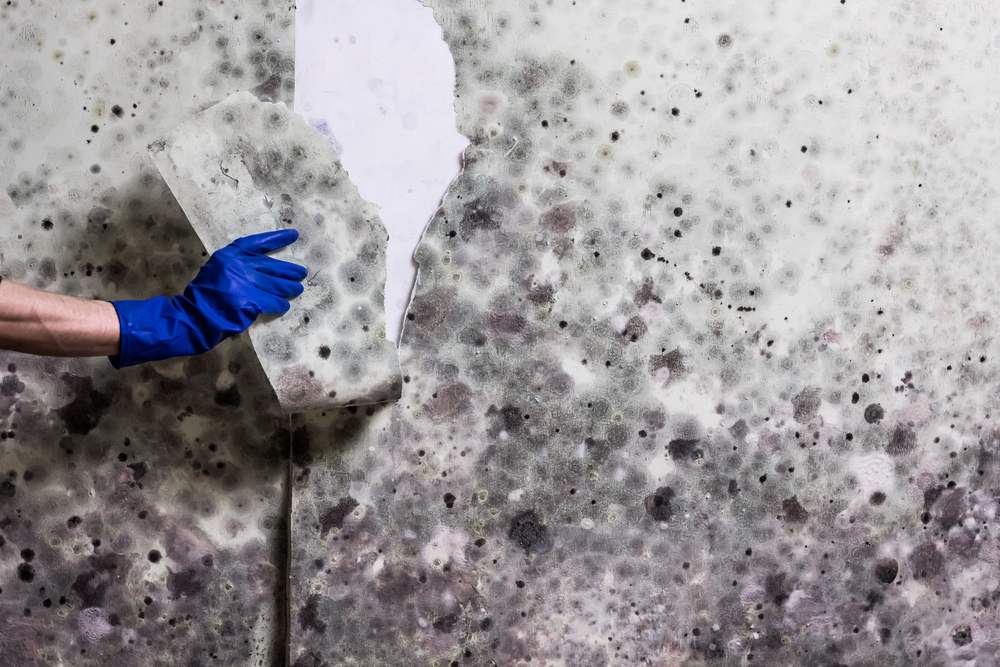 Removing mould from the wall in the house. Hand in blue glove tears off wallpapers damaged by fungus