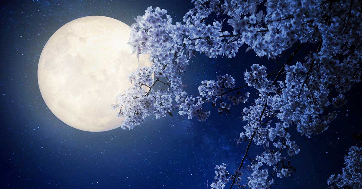 17 Night Blooming Flowers to Create a Magical Moon Garden