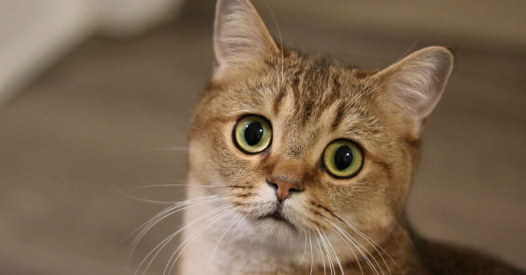 Having a Cat Increases Your Chances of Developing Schizophrenia, Study Claims - Featured image