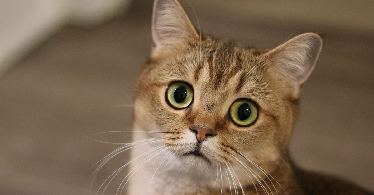 Having a Cat Increases Your Chances of Developing Schizophrenia, Study Claims