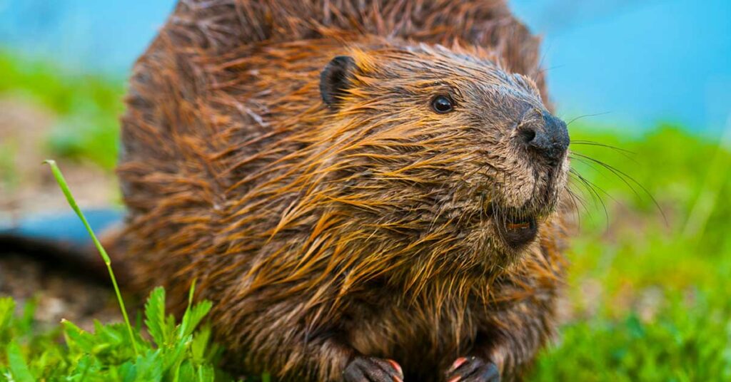 You May Have Consumed This Beaver Sac Excretion Without Knowing - Featured image