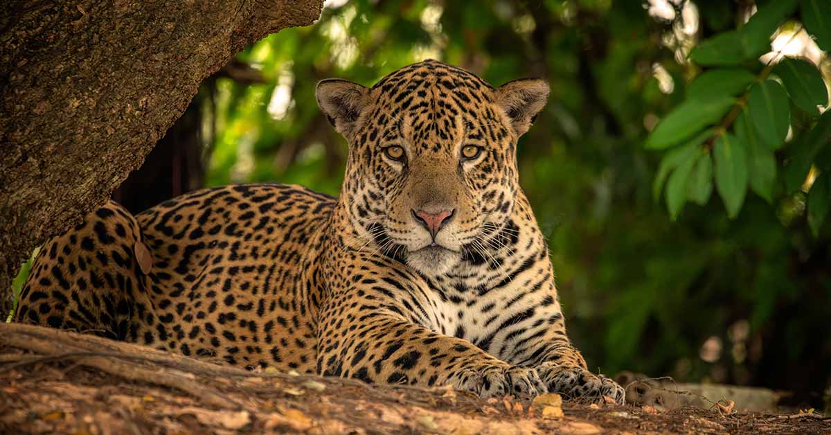 First Jaguar Born Through Artificial Insemination Was Eaten By Its Mother
