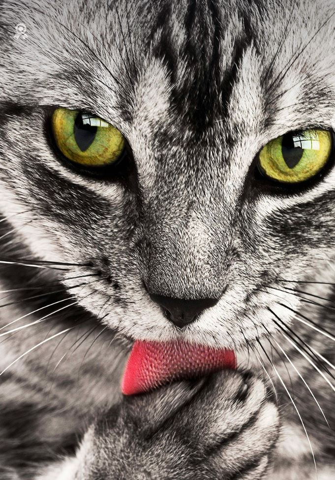 Close up of a cat licking its paw.