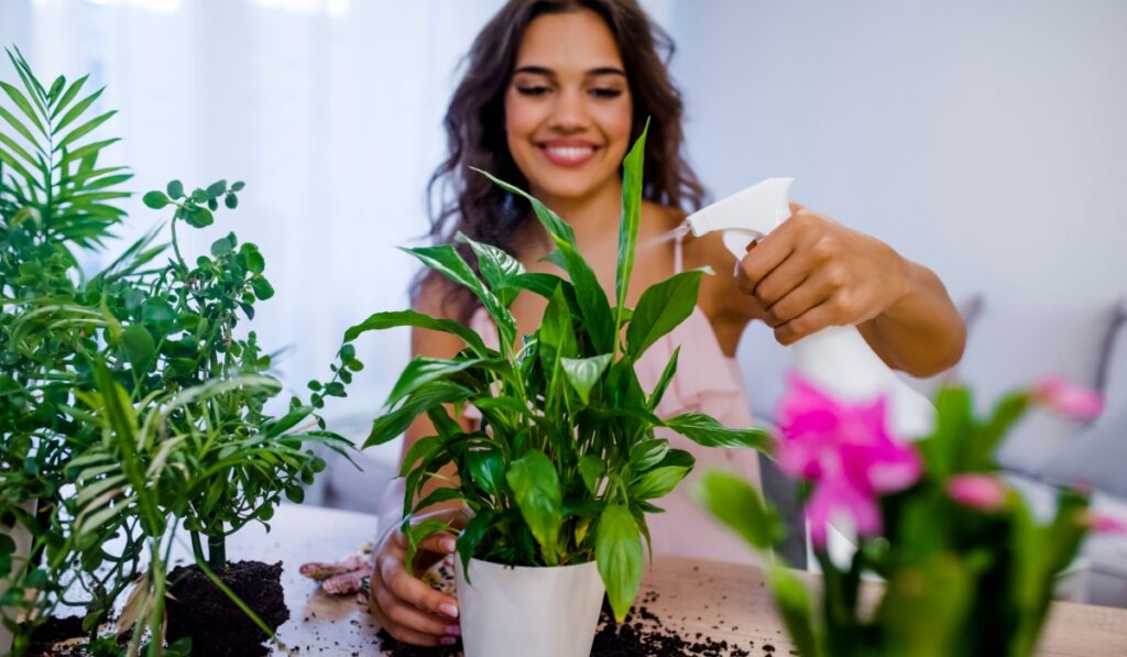 Young businesswoman sprays plants in flowerpots. Woman caring for house plant. Woman taking care of plants at her home, spraying a plant with pure water from a spray bottle