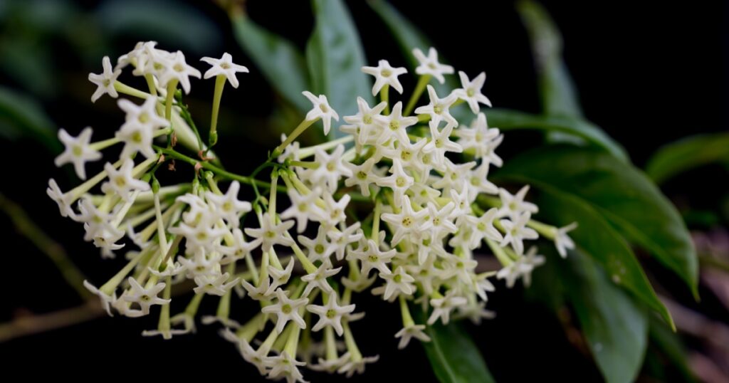 Night -blooming jasmine relaxing scent aka Cestrum Nocturnum