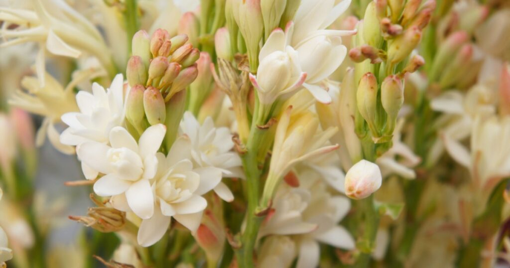 Polianthes tuberosa or polyanthus lily white flowers