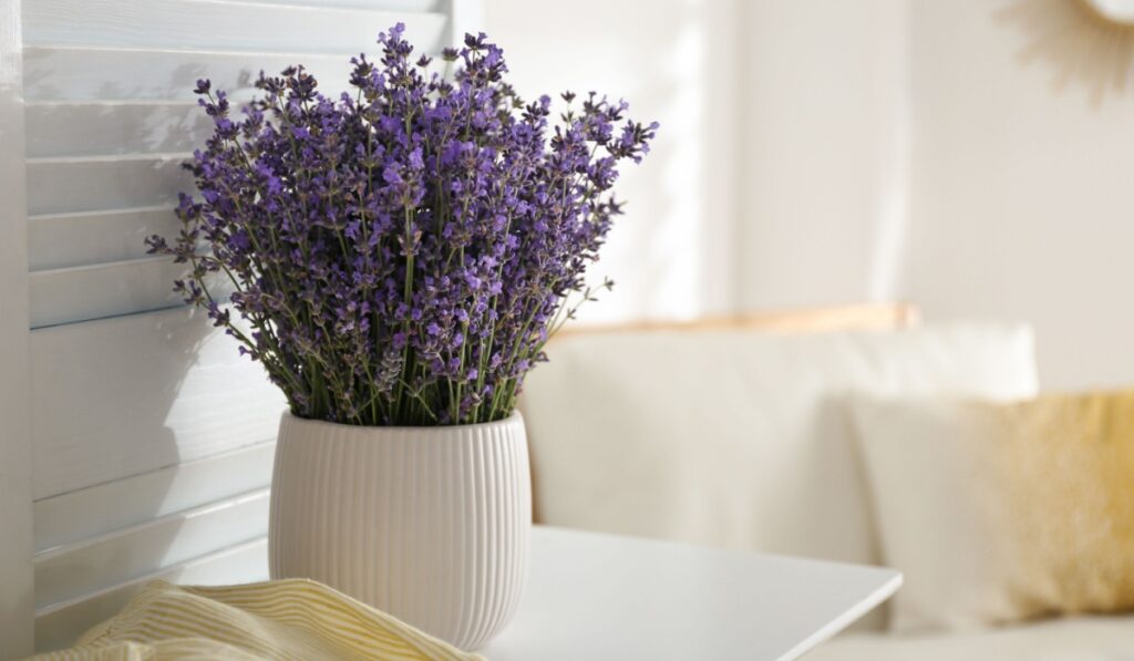 Beautiful lavender flowers on white table indoors.