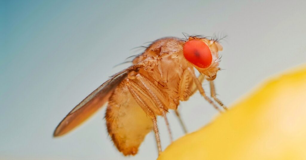 Fruit fly or vinegar fly (Drosophila melanogaster) on banana fruit surface.