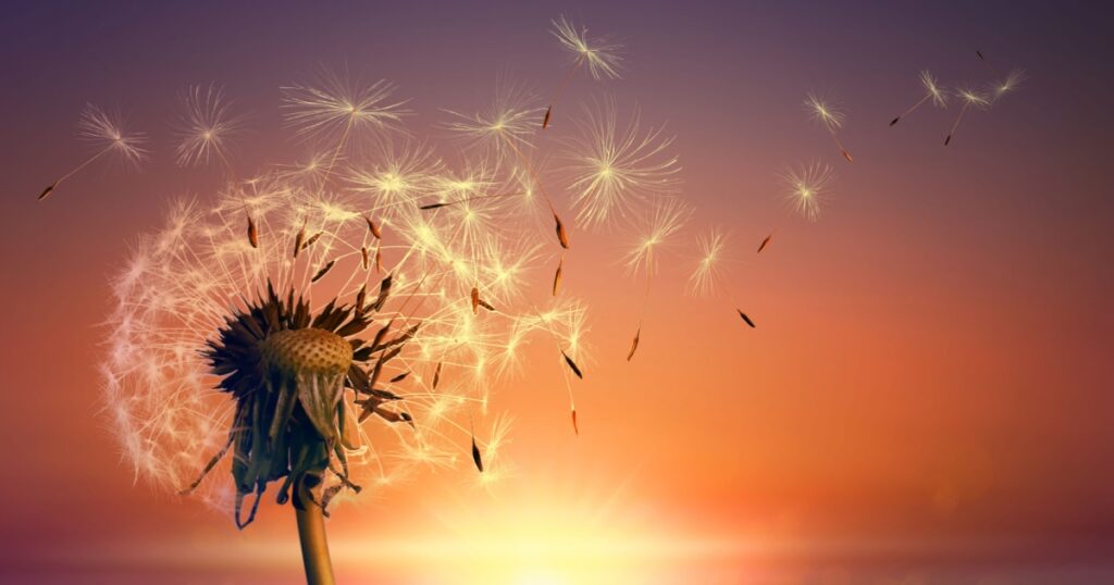 Beautiful fluffy dandelion and flying seeds outdoors at sunset