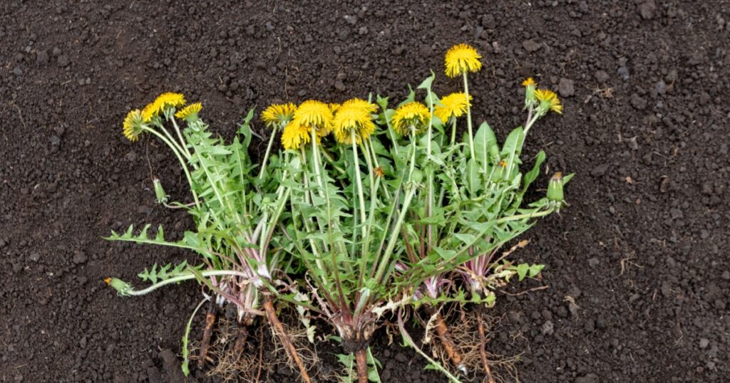Weeded flowering dandelions (Taraxacum officinale Weber ex Wiggins) lie on the loose ground in the spring garden