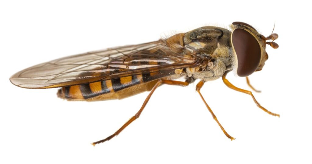 insects of europe - flies: macro of hoverfly Episyrphus balteatus ( marmalade hoverfly german Hainschwebfliege ) isolated on white background - side view
