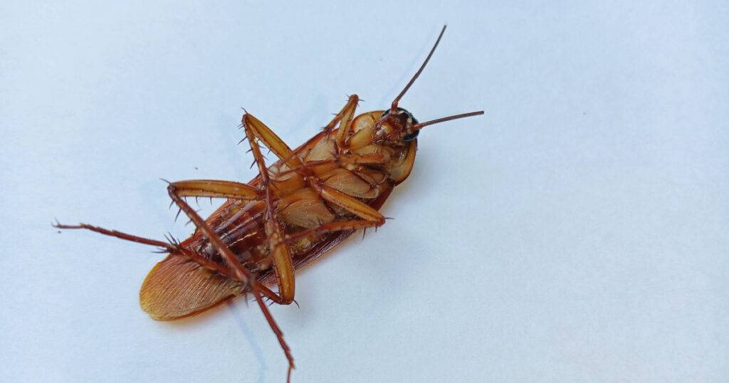 Dead cockroaches sprayed with insecticide. When cockroaches die, they release a chemical known as oleic acid and has a moldy smell that other living cockroaches are attracted to.