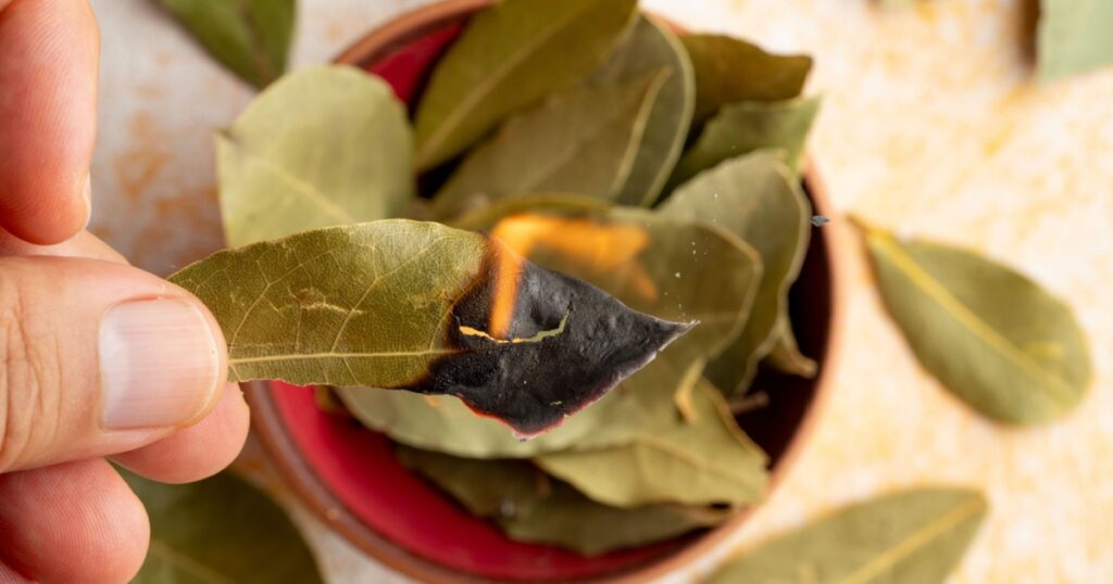 Burning bay leaves on vintage background