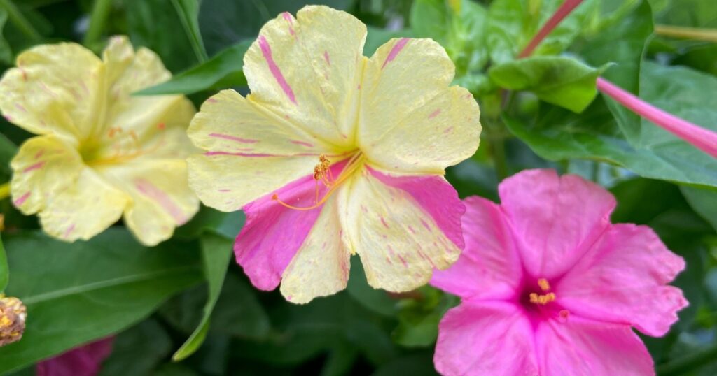 Mirabilis or Four O’clock flowers
