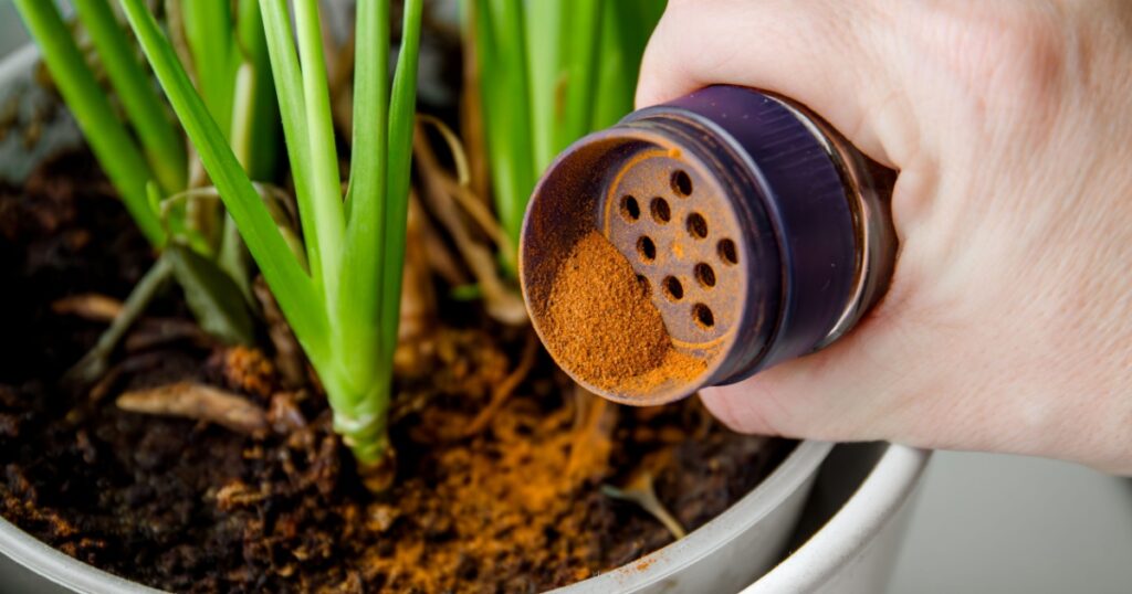 Using powdered cinnamon on house plant as fungicide which has antifungal properties and pest control. Person hand sprinkle cinnamon powder on house plant in home.