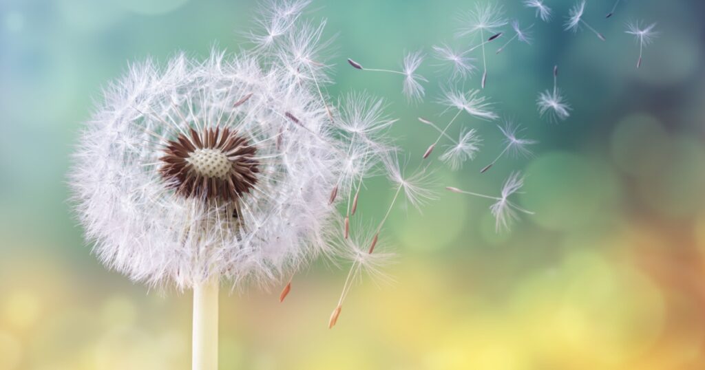 Dandelion seeds in the sunlight blowing away across a fresh green morning background