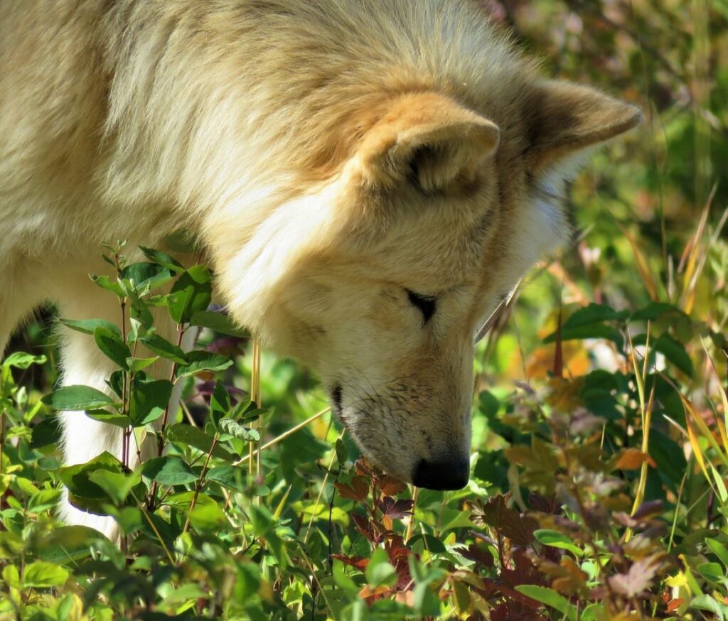Dog sniffing grass.