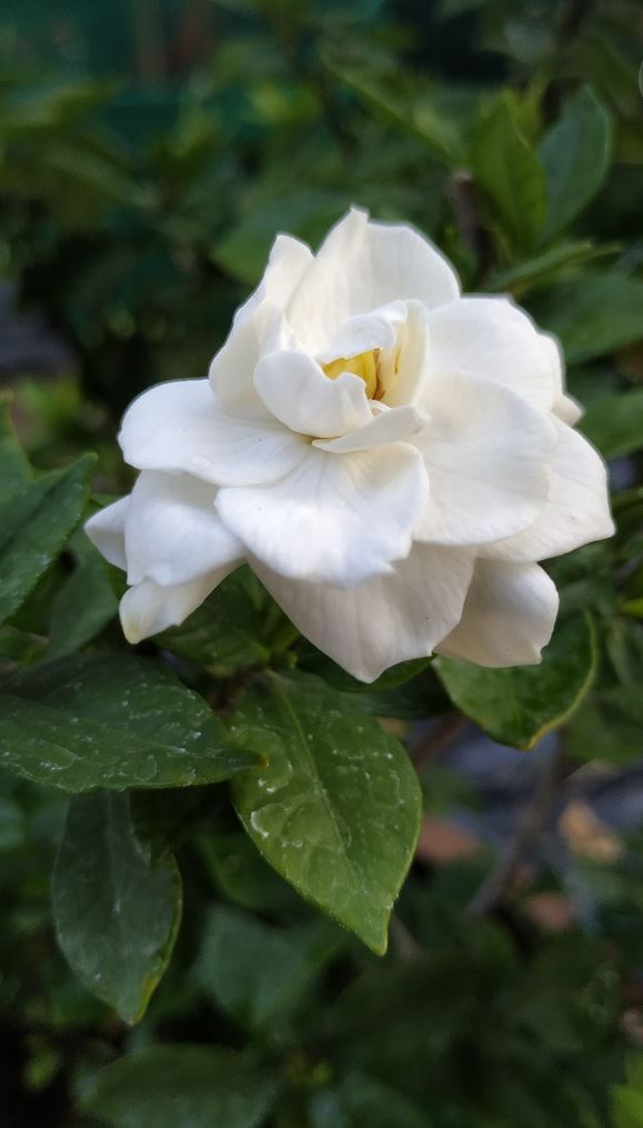 White Cape Jasmine flower with green leaves in the background.