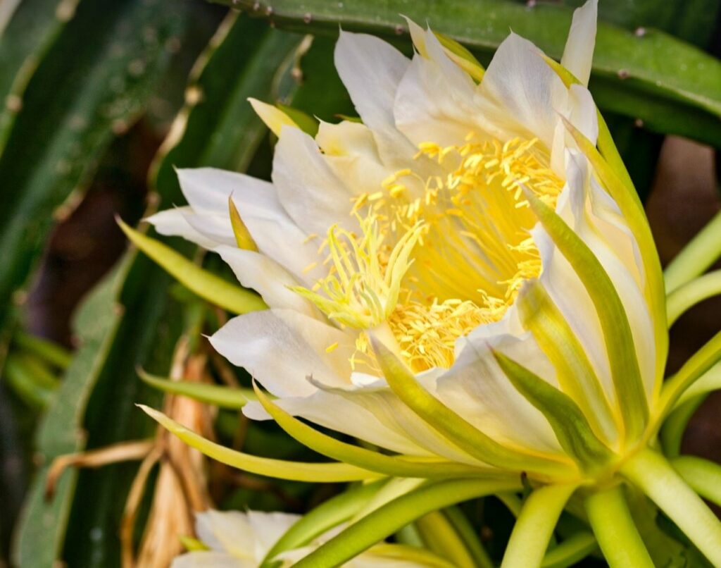 Dragon fruit flower with greenery in the background.