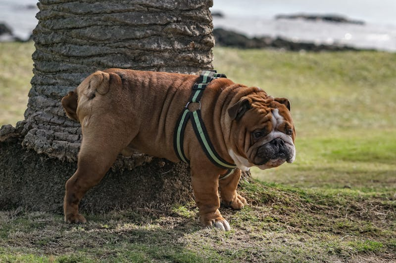 dog peeing on a tree