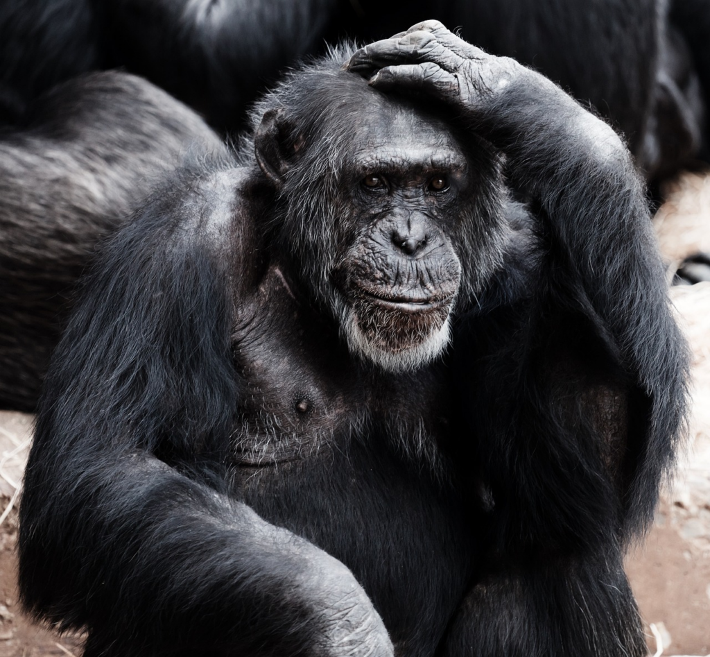 older monkey scratching its head