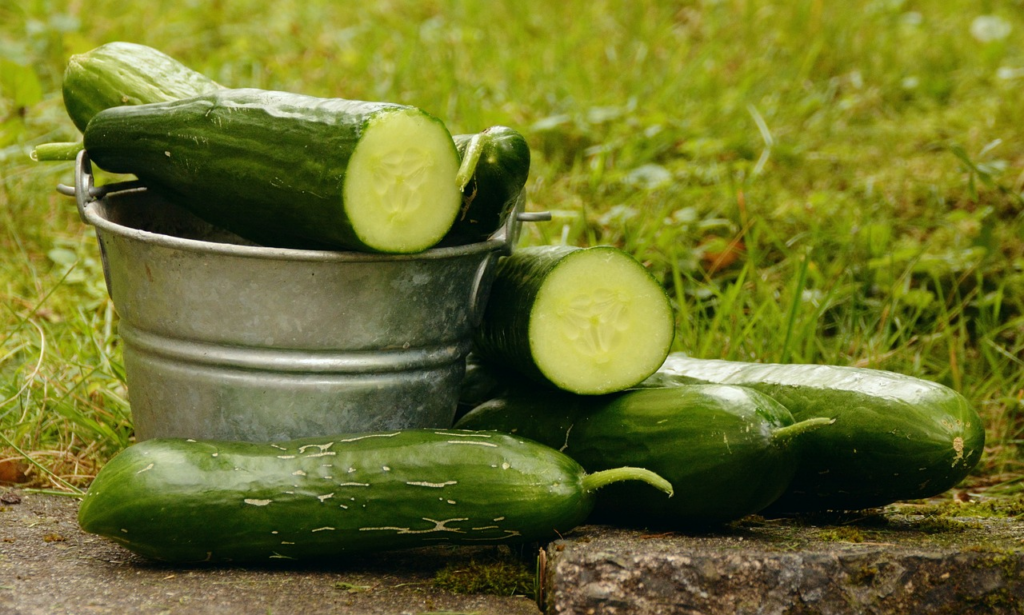 cucumbers in and around a metal bucket